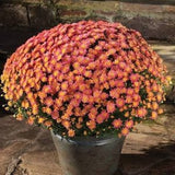 Fall Mums (8" pot)